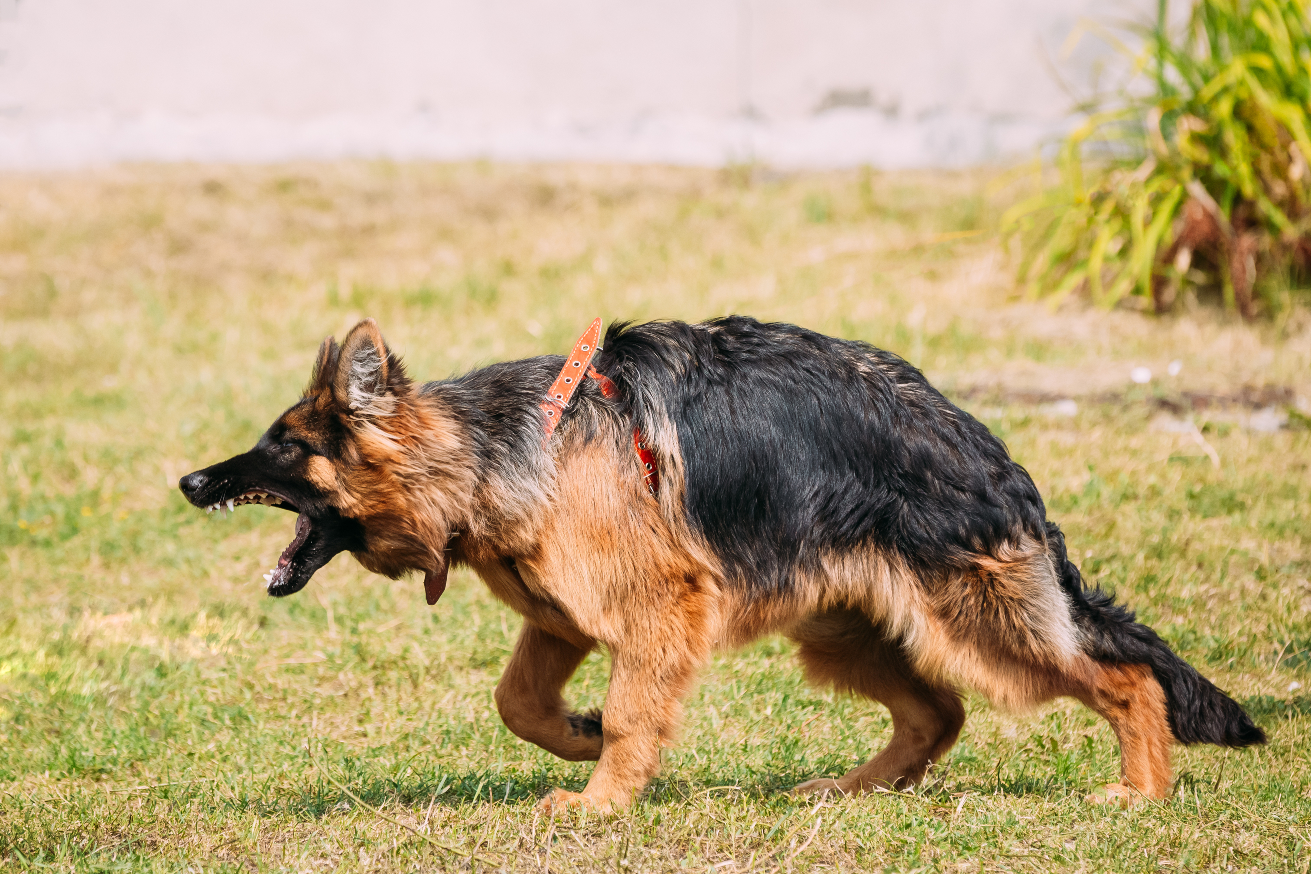 bitten by an off-leash dog in maryland
