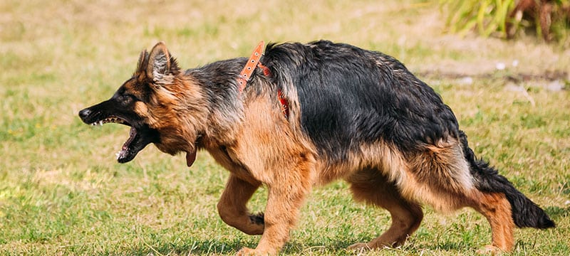 bitten by an off-leash dog in maryland