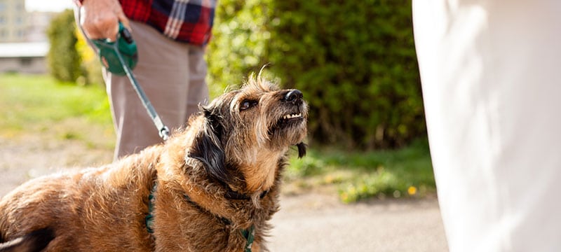 dogbiteattorney