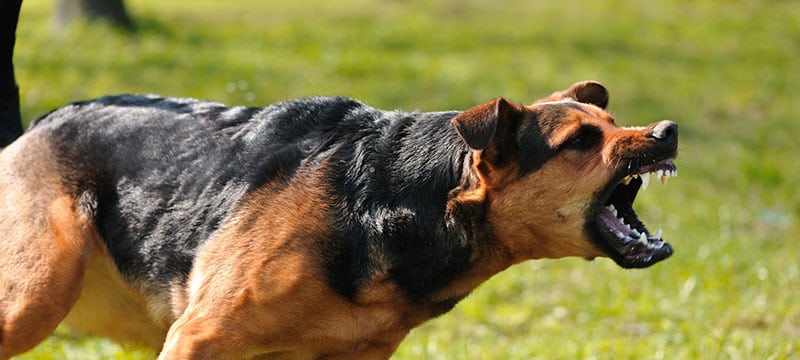 dog bite negligence and strict liability in maryland