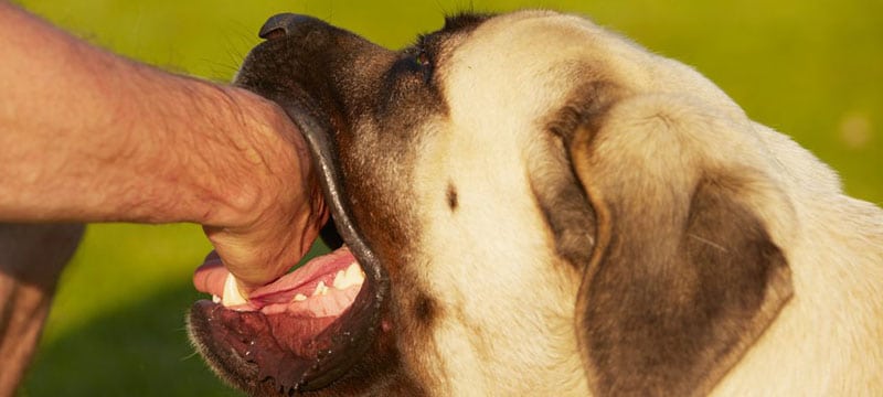 shelters and animal control offices in maryland