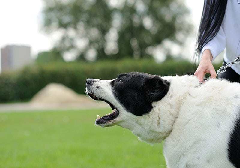 animal control hearings in Maryland