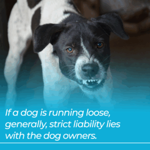 dog running loose