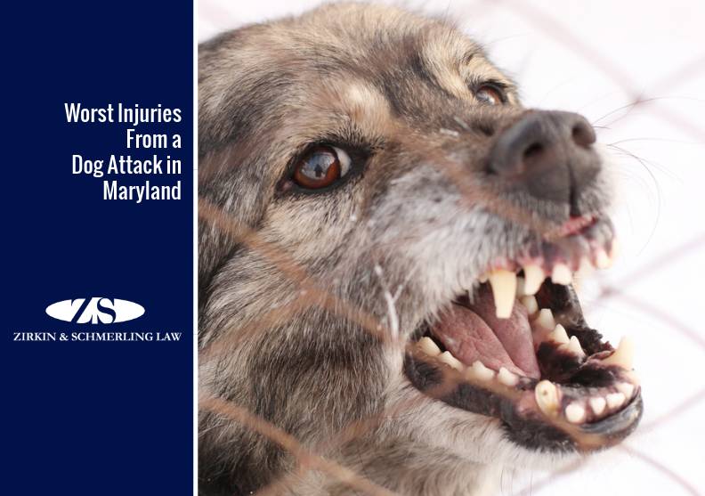 dog attack attorney