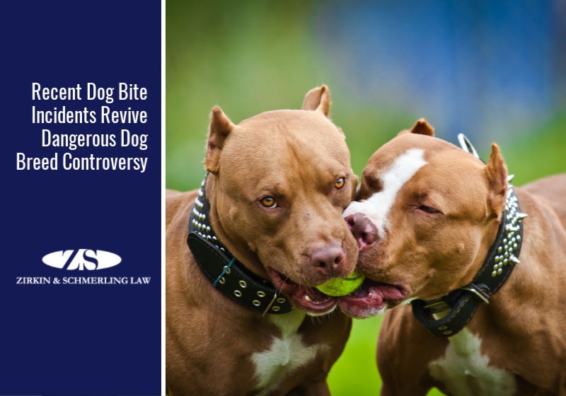 Recent Pitbull Attack Incidents Revive Dangerous Dog Breed Controversy