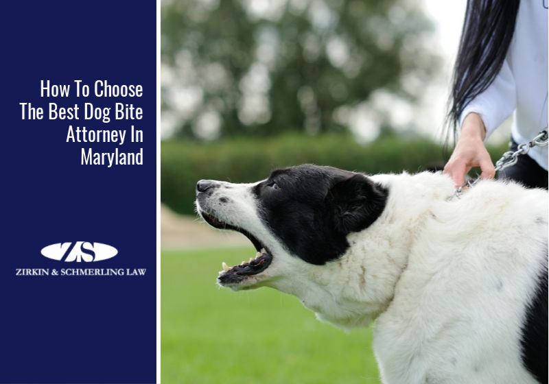 How To Choose The Best Dog Bite Attorney In Maryland
