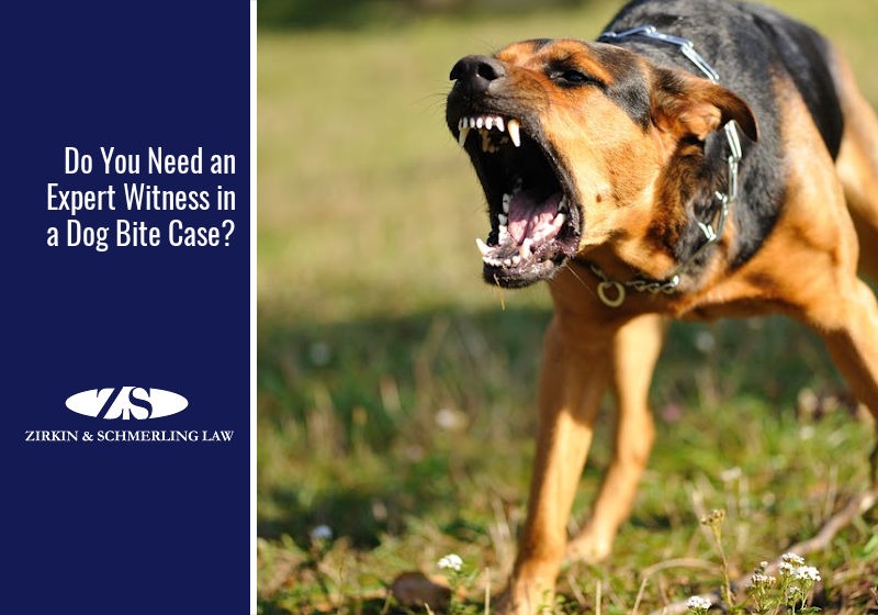 Do You Need an Expert Witness in a Dog Bite Case?