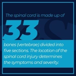 33 bones in spinal cord