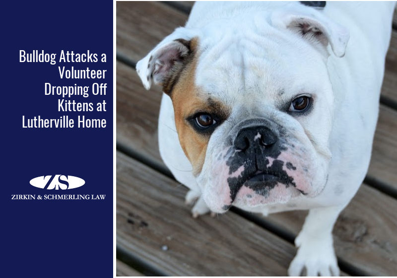 Bulldog Attacks a Volunteer Dropping Off Kittens at Lutherville Home