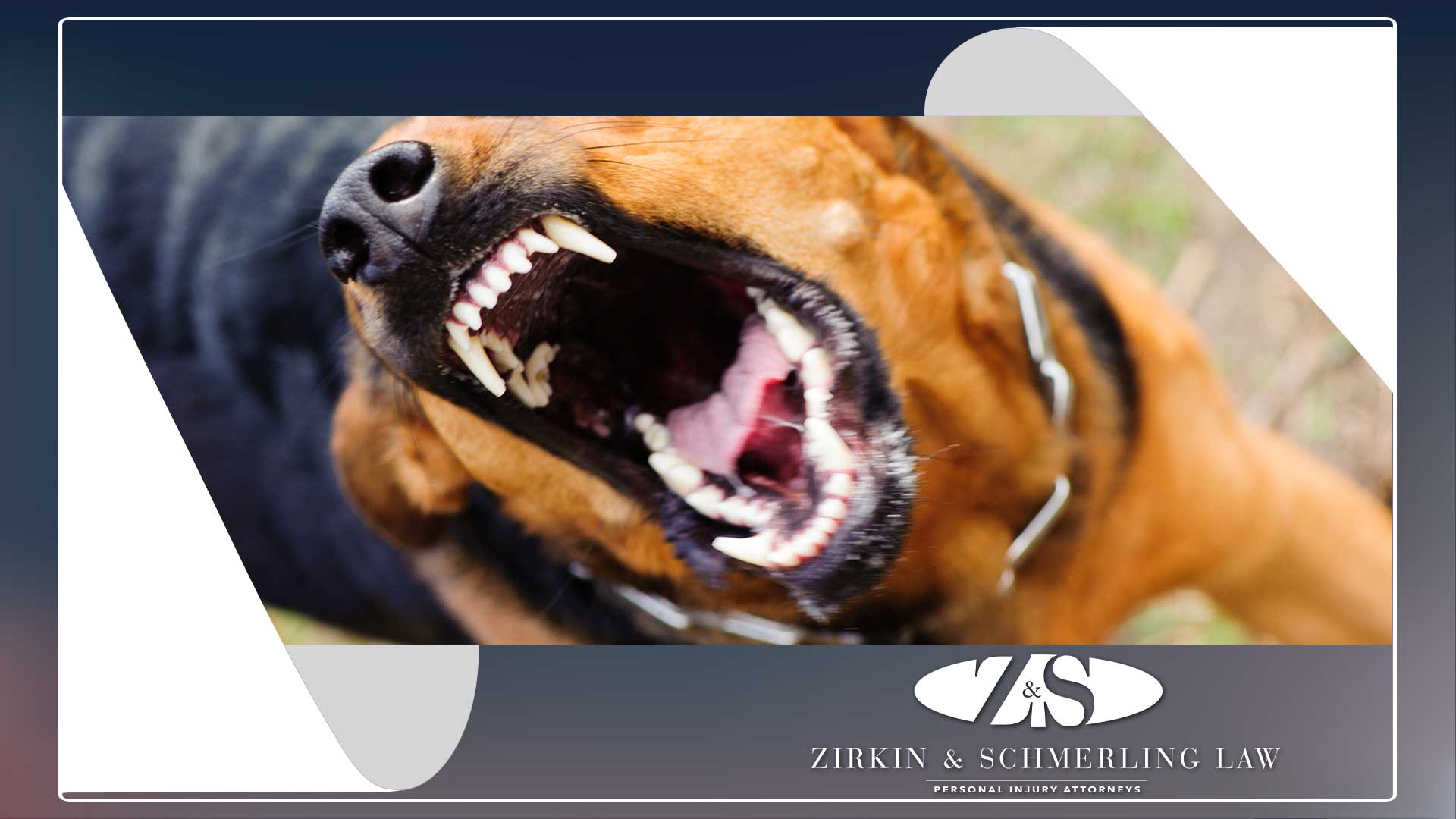 dog bite rabies