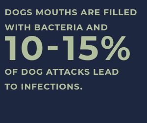 dog mouths filled with bacteria