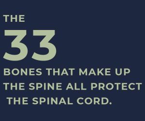 bones in spinal cord
