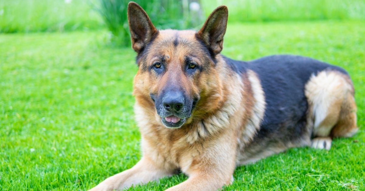 German Shepherd Dog Bite Injury Lawyer in Maryland
